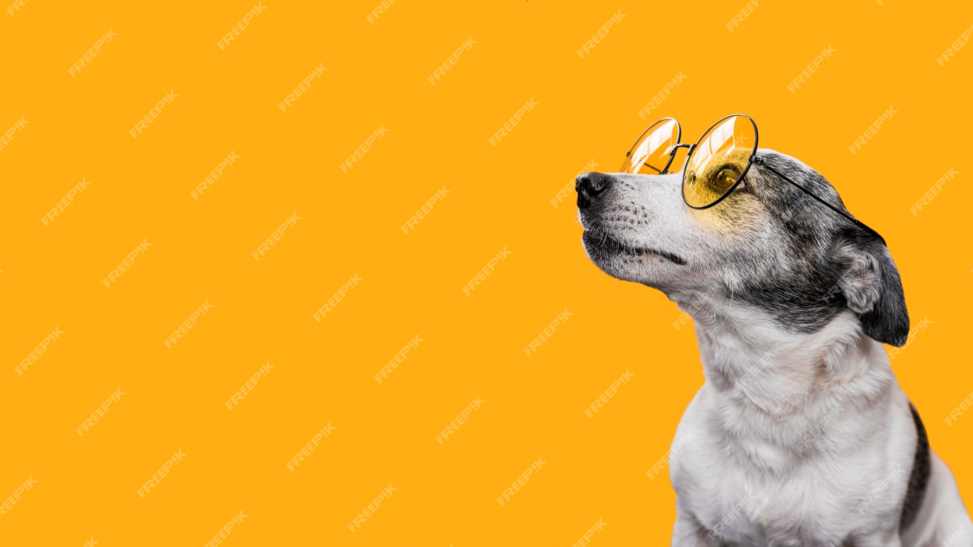 Imágenes de Animales Divertidos - Descarga gratuita en Freepik Imágenes de Animales Divertidos - Descarga gratuita en Freepik