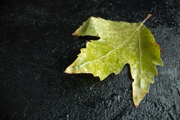 Vista frontal de la hoja verde en el color de otoño del árbol de fondo oscuro