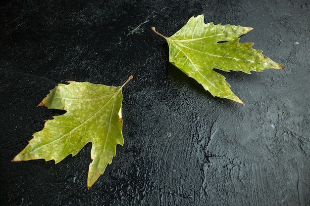 Vista frontal de la hoja verde en el color de otoño del árbol de fondo oscuro