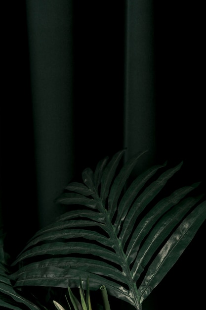 Foto gratuita vista frontal de las hojas de la palmera.