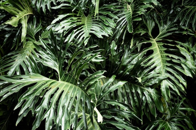 Vista frontal de hojas de plantas tropicales