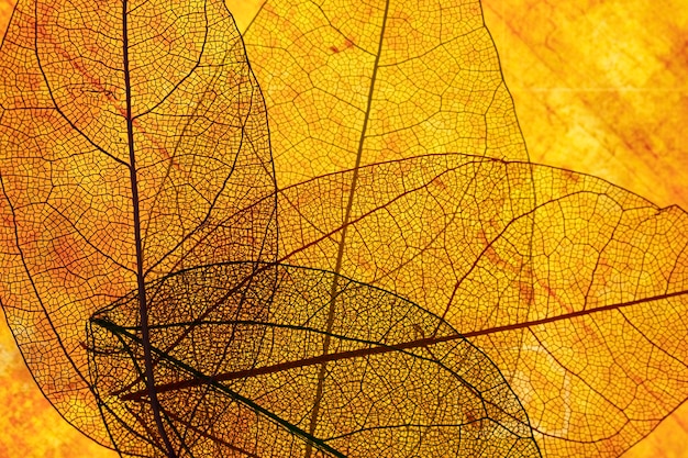 Vista frontal de hojas transparentes naranjas