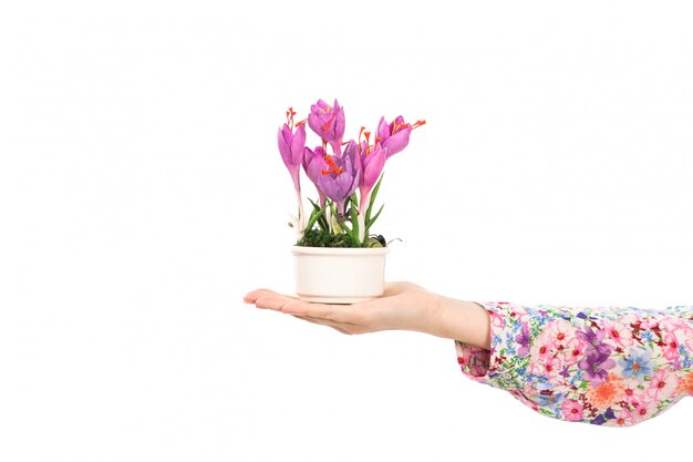 Una vista frontal joven y atractiva dama en camisa colorida flor diseñada sosteniendo planta de flor morada en el blanco