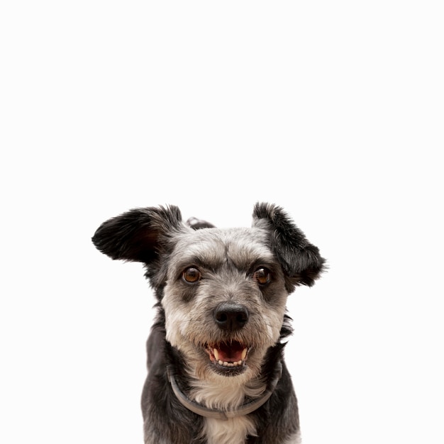 Vista frontal del lindo cachorro de raza mixta con espacio de copia