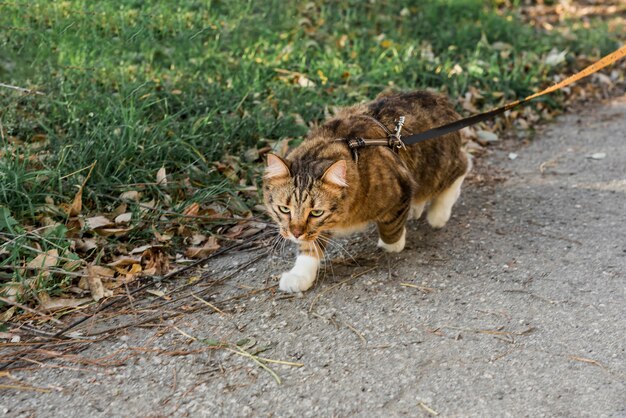 Vista frontal del lindo gato atigrado con collar caminando en la calle
