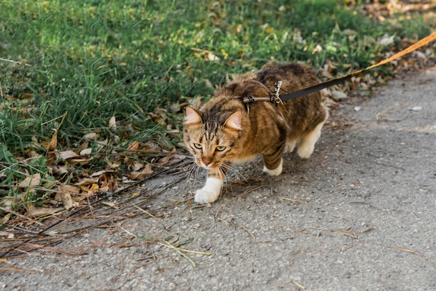 Vista frontal del lindo gato atigrado con collar caminando en la calle