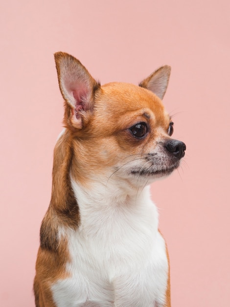 Vista frontal lindo perrito chihuahua con orejas alerta mirando a otro lado