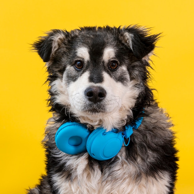 Vista frontal lindo perro con auriculares