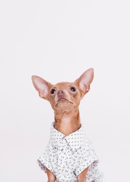 Vista frontal lindo perro con camisa
