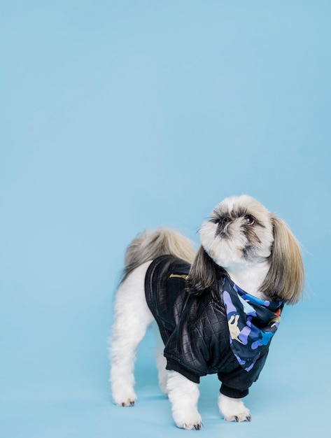 Vista frontal lindo perro con chaqueta