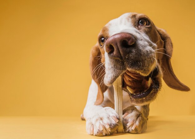 Vista frontal lindo perro comiendo un hueso