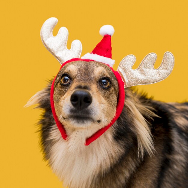 Vista frontal del lindo perro con concepto de Navidad