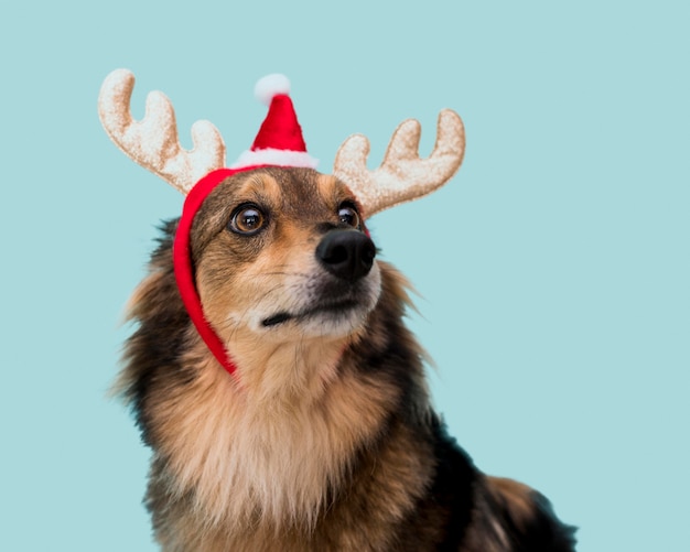Vista frontal del lindo perro con concepto de Navidad
