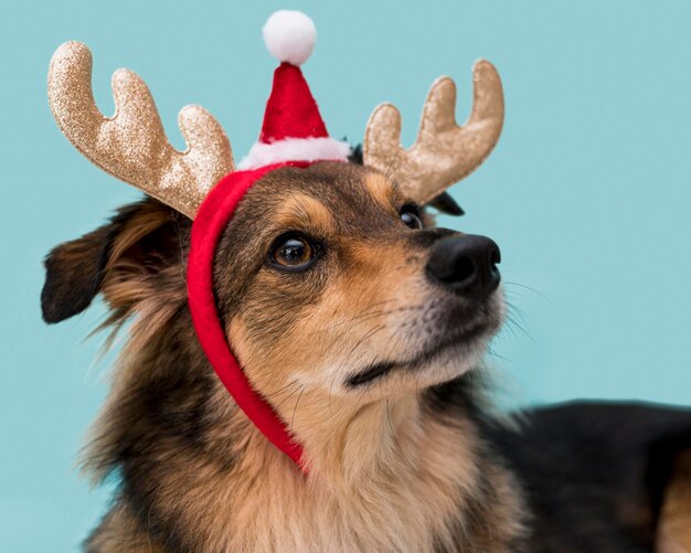 Vista frontal del lindo perro con concepto de Navidad