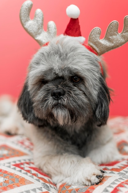 Vista frontal del lindo perro con concepto de Navidad