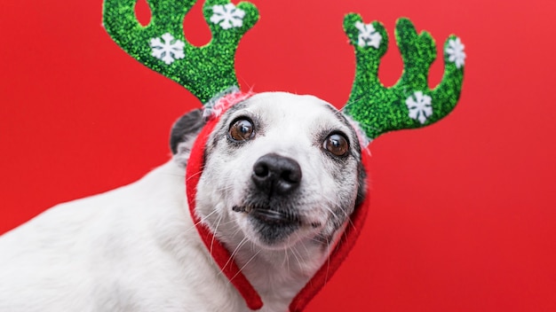 Foto gratuita vista frontal del lindo perro con concepto de navidad