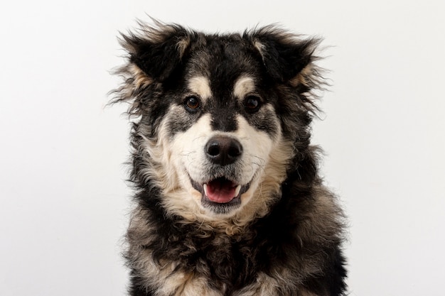 Vista frontal lindo perro con lengua afuera