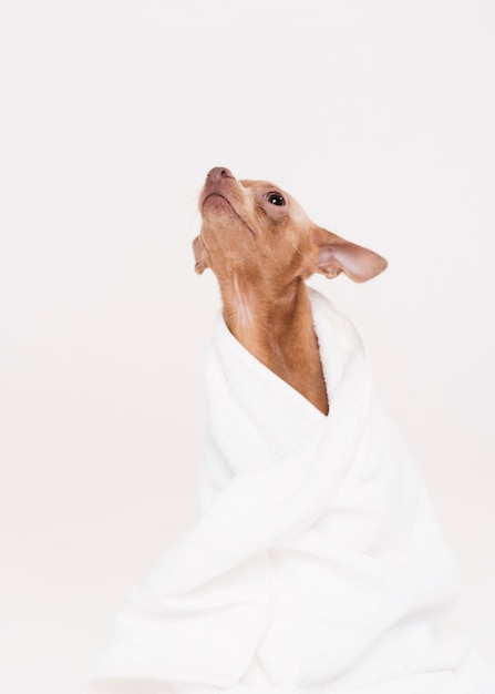 Vista frontal lindo perro sentado en una toalla