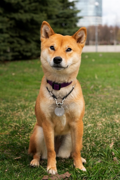 Vista frontal lindo perro shiba inu