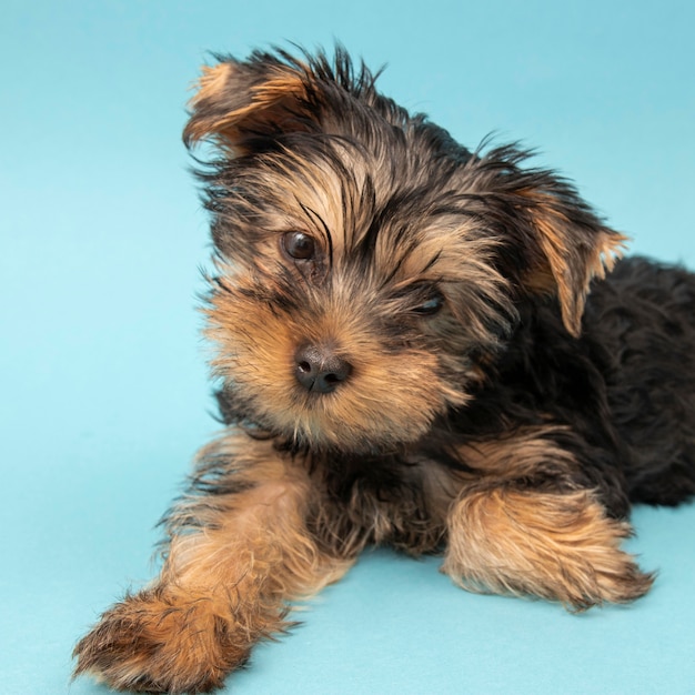 Vista frontal del lindo perro yorkshire terrier