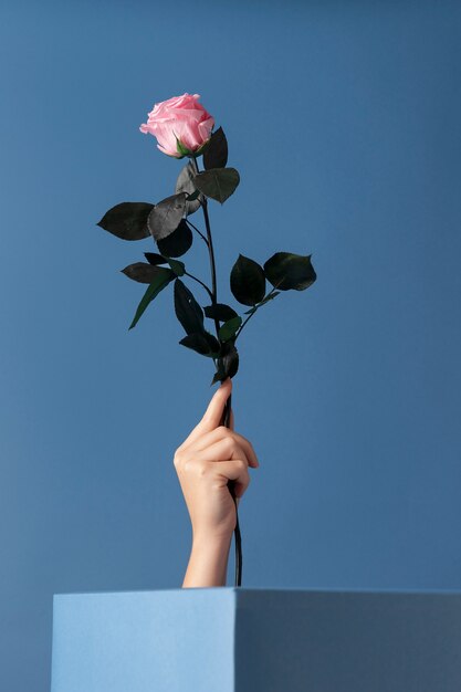 Vista frontal de la mano que sostiene una rosa