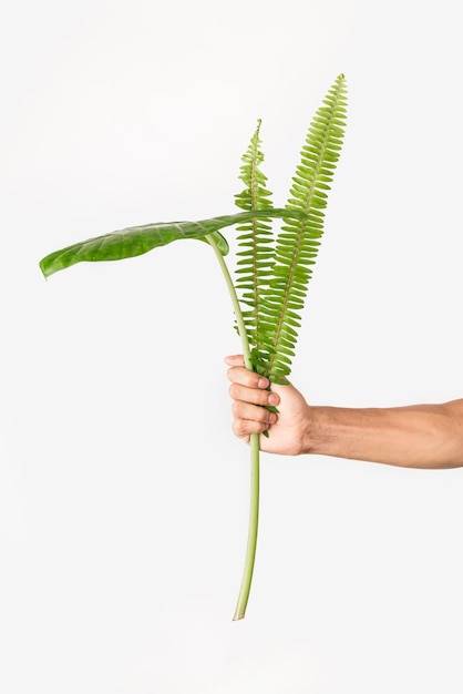 Foto gratuita vista frontal manos sosteniendo planta de follaje