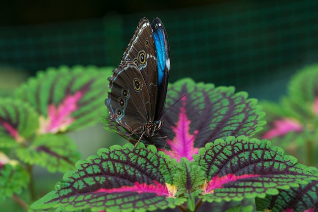 Vista frontal de la mariposa azul en la hoja