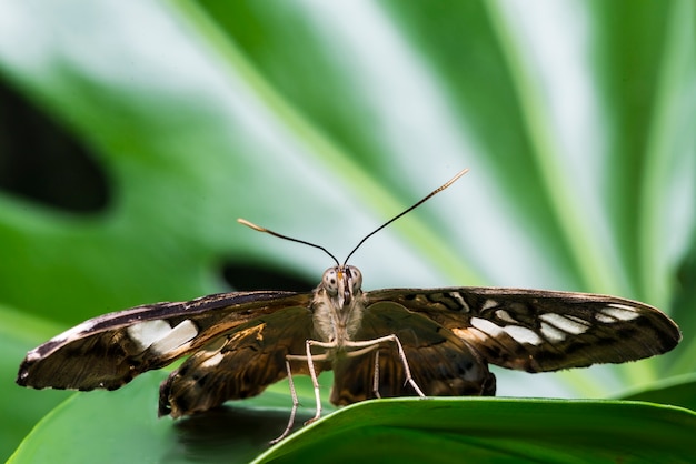 Vista frontal de la mariposa con fondo borroso