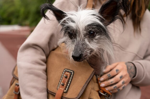 Foto gratuita vista frontal mujer con cachorro en bolsa