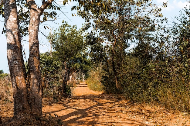 Vista frontal del paisaje de la naturaleza africana con árboles y vegetación