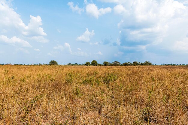 Vista frontal del paisaje de la naturaleza africana con vegetación