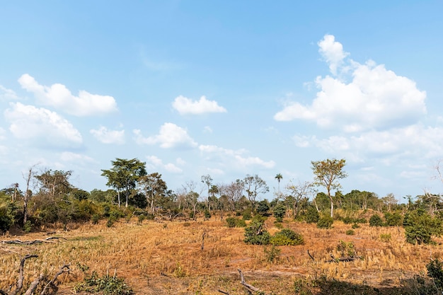 Vista frontal del paisaje de la naturaleza africana