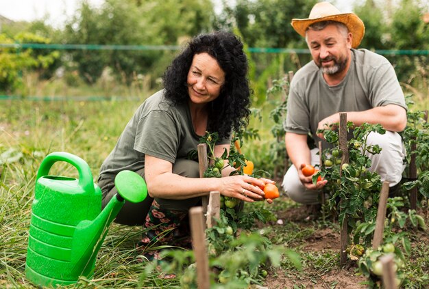 Vista frontal pareja senior cosechando tomates