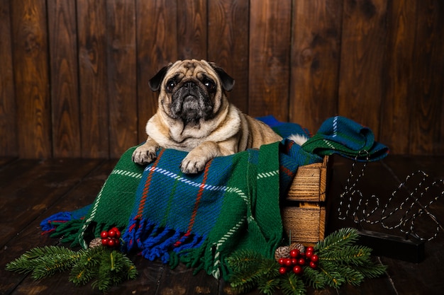 Vista frontal del perro en ataúd de madera con adornos navideños al lado