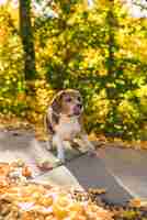 Foto gratuita vista frontal de un perro beagle con sacando la lengua en el parque