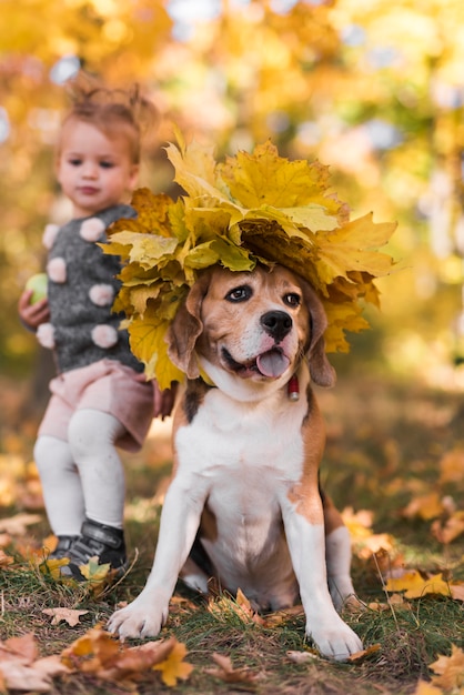 Vista frontal del perro beagle con sombrero de hojas de arce sentado en el bosque