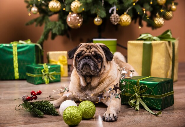 Vista frontal perro doméstico viendo regalos de navidad
