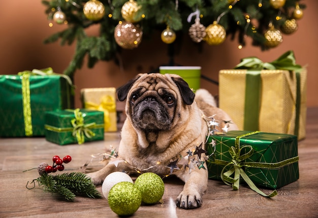 Vista frontal perro doméstico viendo regalos de navidad