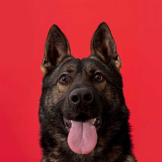 Foto gratuita vista frontal del perro con la lengua fuera sobre fondo rojo.