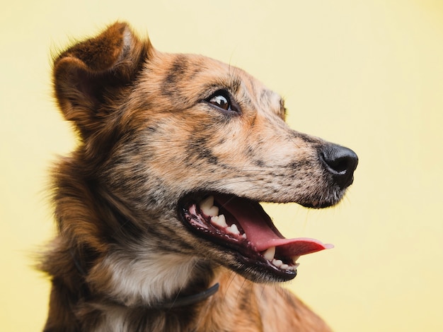 Vista frontal del perro con la lengua mirando a otro lado