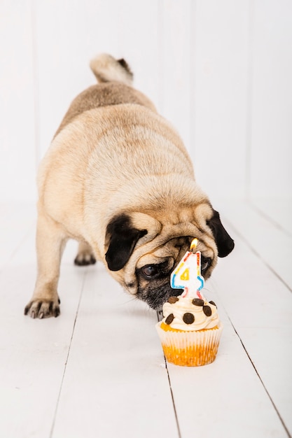 Vista frontal perro olfateando el pastel para su celebración del cuarto año