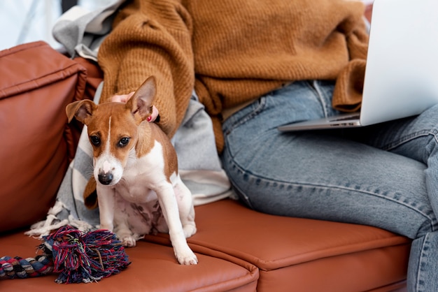 Vista frontal del perro en el sofá con mujer