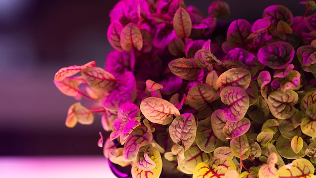 Foto gratuita vista frontal de la planta en el laboratorio de biotecnología.