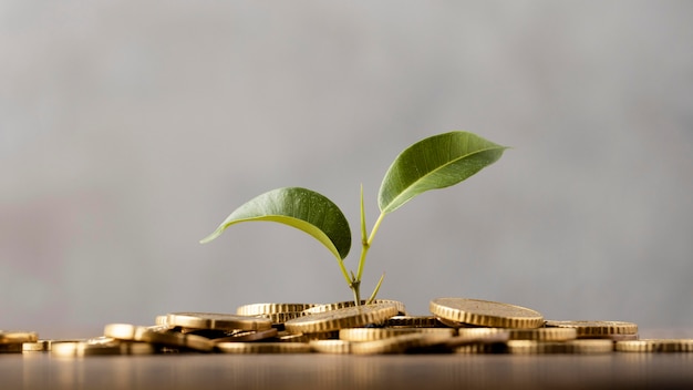 Foto gratuita vista frontal de la planta que crece a partir de monedas de oro