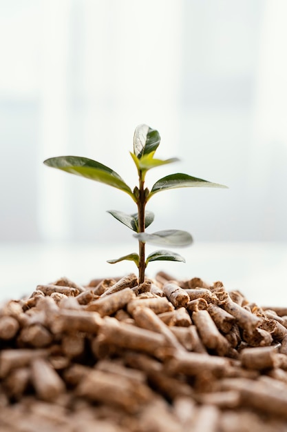 Foto gratuita vista frontal de la planta que crece a partir de pellets.