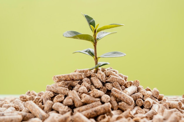 Foto gratuita vista frontal de la planta que crece a partir de pellets.