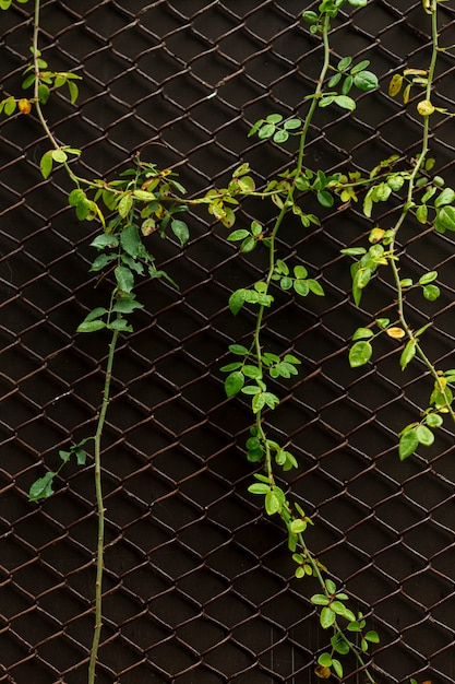 Foto gratuita vista frontal de la planta en la valla de alambre