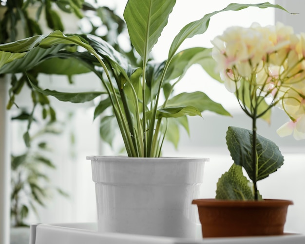 Vista frontal de plantas de interior en macetas junto a la ventana