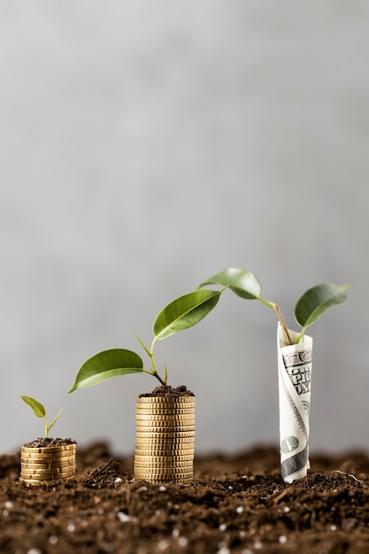 Vista frontal de plantas con monedas apiladas sobre suciedad y billetes