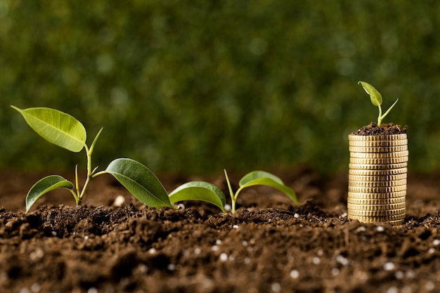 Vista frontal de plantas con monedas apiladas sobre tierra